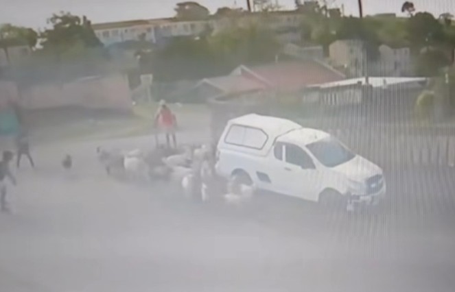 Seventeen Goats Stolen Over Two Days: Tongaat - KZN