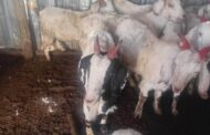 A 60-year-old woman was arrested in connection with the possession of suspected stolen livestock