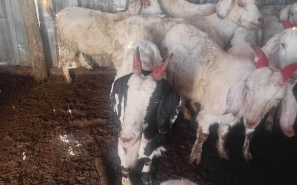 A 60-year-old woman was arrested in connection with the possession of suspected stolen livestock