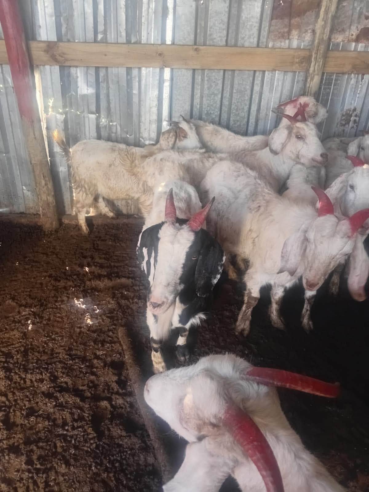 A 60-year-old woman was arrested in connection with the possession of suspected stolen livestock