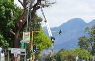 The serious danger of cutting trees near power lines